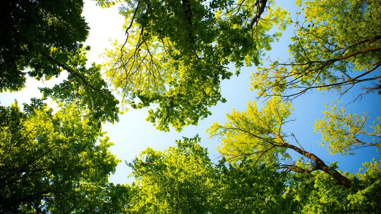Bosques urbanos en Santiago: estrategia para enfrentar el cambio climático Bosques urbanos en Santiago: estrategia para enfrentar el cambio climático