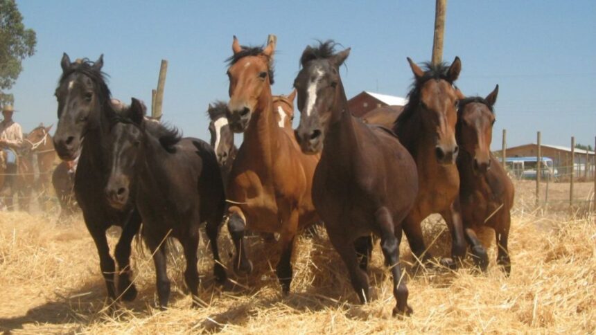 Fiesta Trilla a Yegua en Santa Juana: rescatando tradiciones chilenas