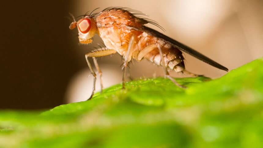 Interceptadas larvas de Mosca de la Fruta en control fronterizo Chile-Argentina