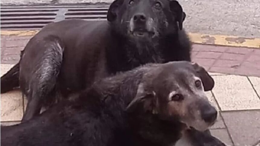 Condenados por muerte de perros comunitarios en Valdivia: detalles y reacciones