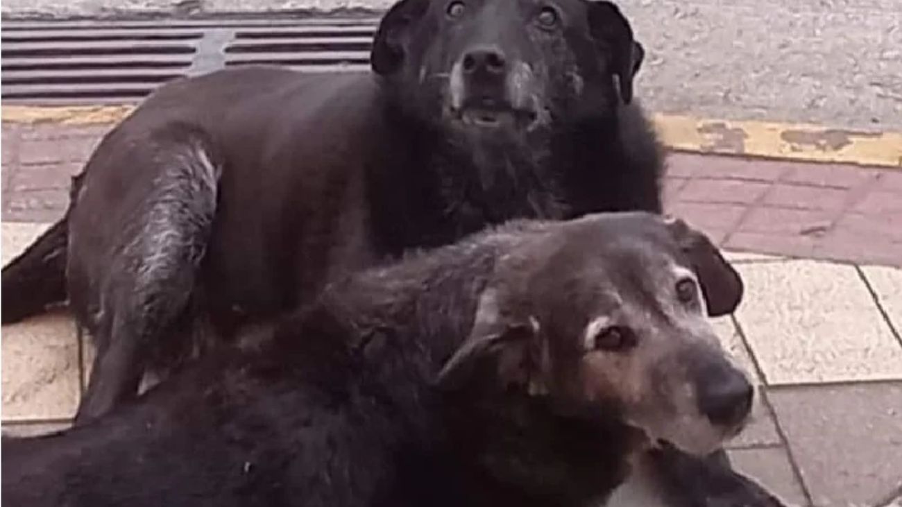 Condenados por muerte de perros comunitarios en Valdivia: detalles y reacciones Condenados por muerte de perros comunitarios en Valdivia: detalles y reacciones