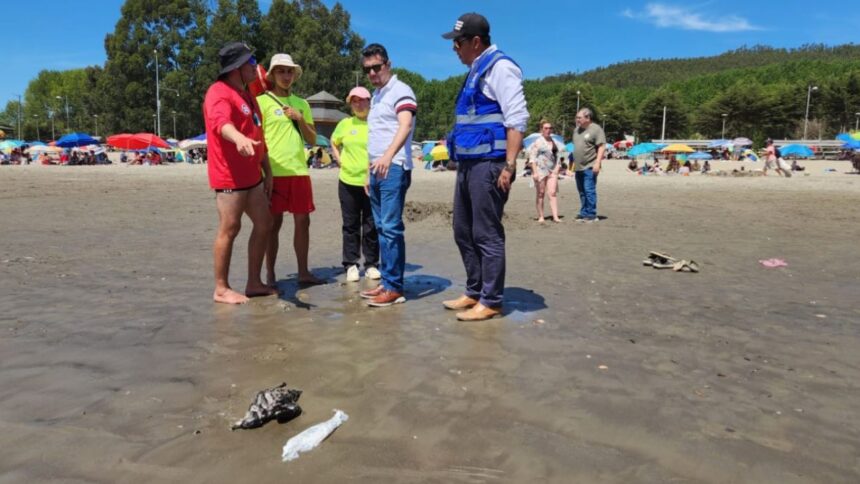 Misteriosa varazón de peces y aves en la región del Bío Bío