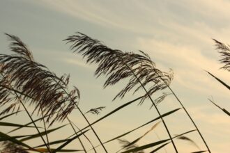 Chubascos y vientos en Chile: pronóstico para el miércoles 15 de enero