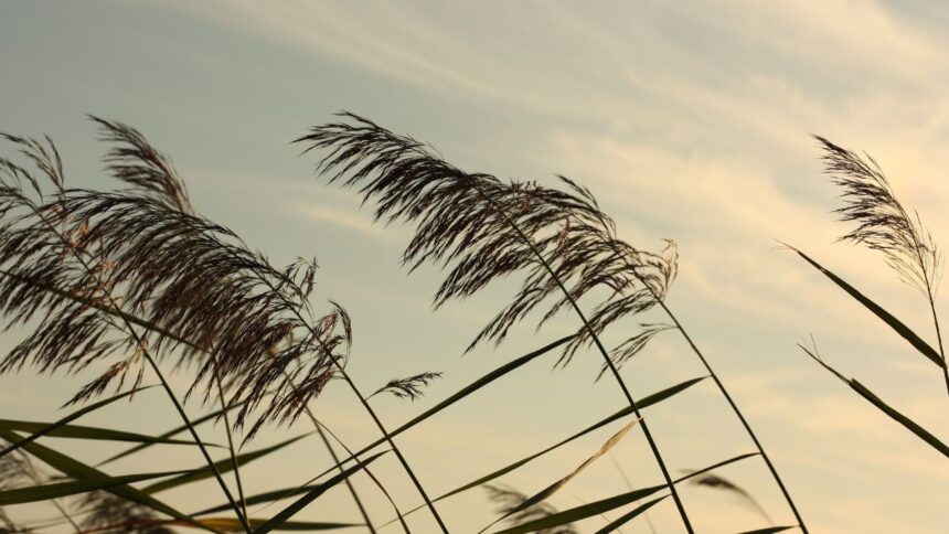 Chubascos y vientos en Chile: pronóstico para el miércoles 15 de enero