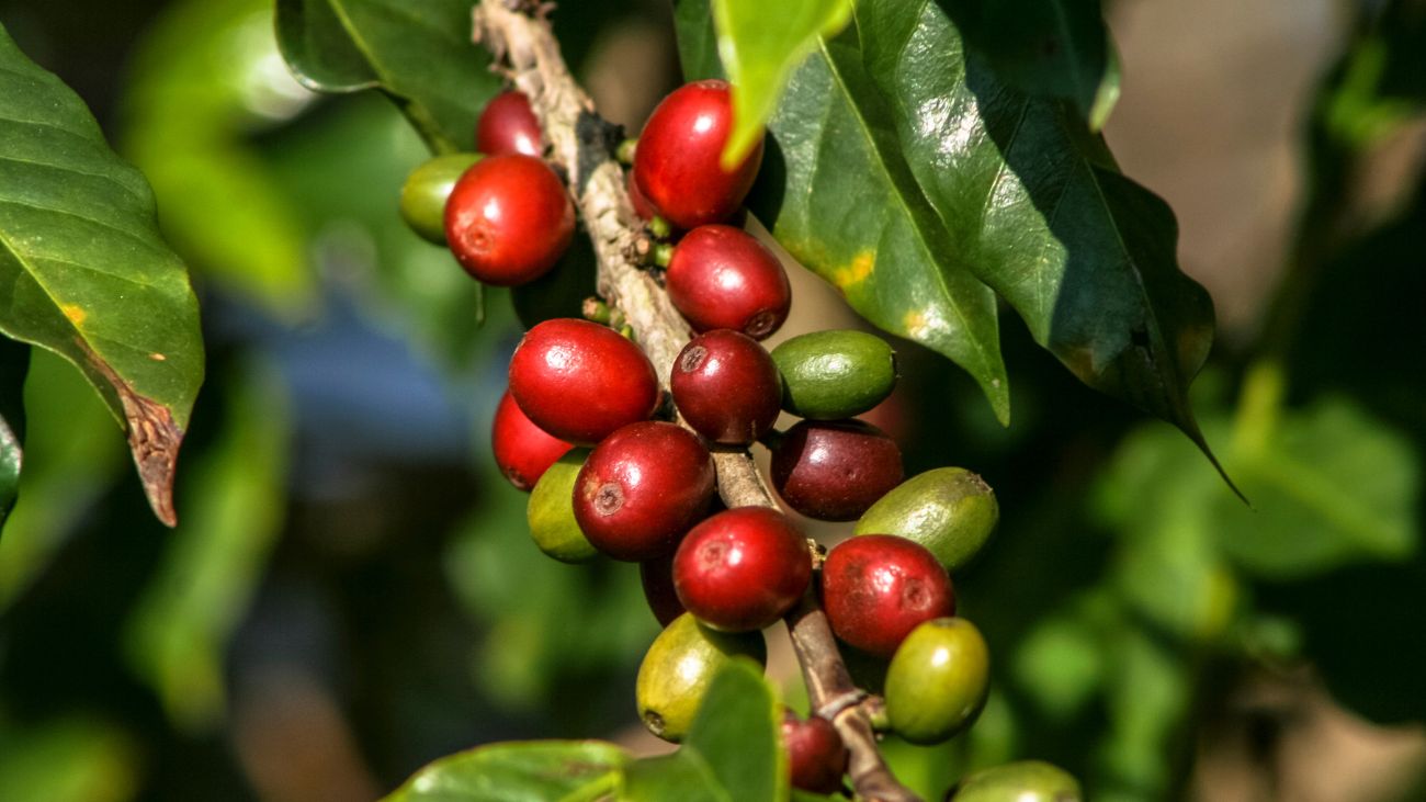 Cambio climático impacta cultivos de café en América Latina: soluciones emergentes Cambio climático impacta cultivos de café en América Latina: soluciones emergentes