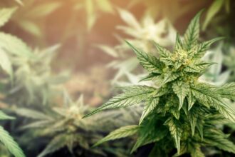 Desmantelan cultivo clandestino de marihuana en Carhuello, Pucón: cuatro detenidos.