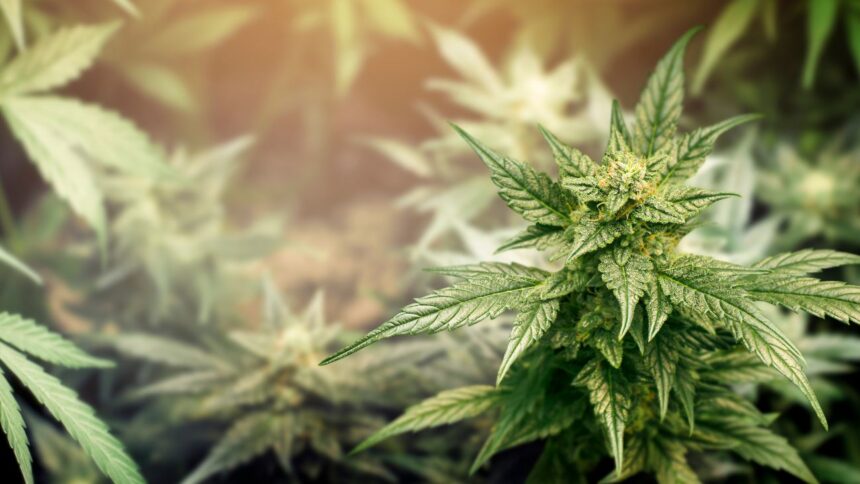 Desmantelan cultivo clandestino de marihuana en Carhuello, Pucón: cuatro detenidos.