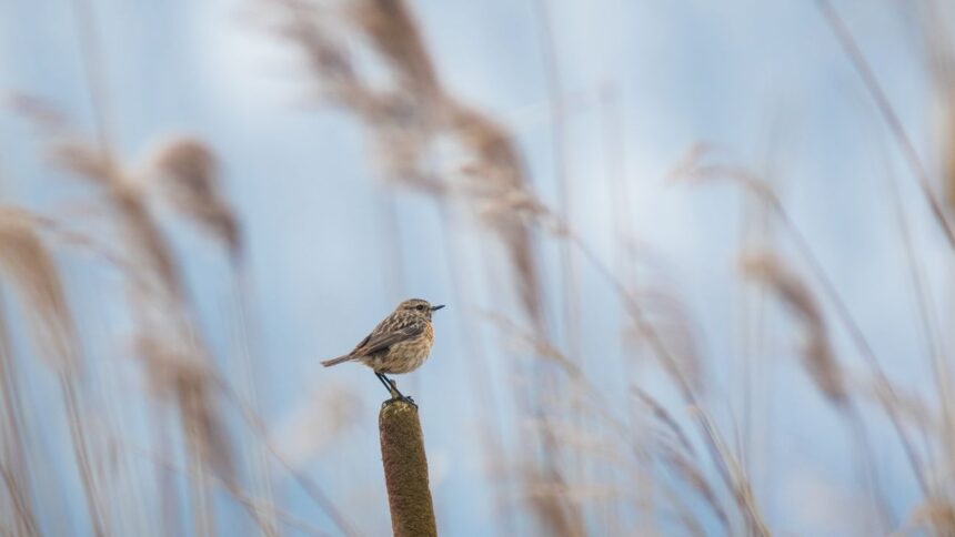 Alerta meteorológica: chubascos y vientos en Chile este fin de semana