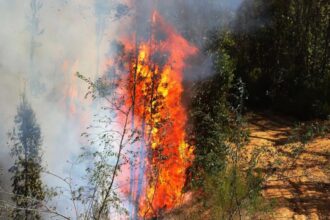 Investigan incendio forestal en Los Sauces: ¿fue provocado intencionalmente?