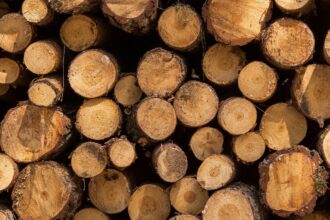 Detenidos por robo de madera en predios forestales de Corral