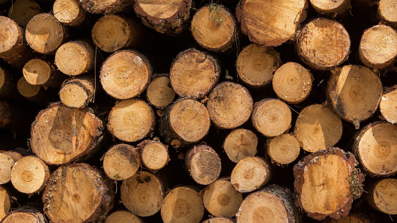 Detenidos por robo de madera en predios forestales de Corral Detenidos por robo de madera en predios forestales de Corral