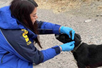 Detenido en Coyhaique por maltrato animal: BIDEMA actúa en flagrancia