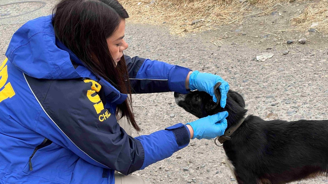 Detenido en Coyhaique por maltrato animal: BIDEMA actúa en flagrancia Detenido en Coyhaique por maltrato animal: BIDEMA actúa en flagrancia