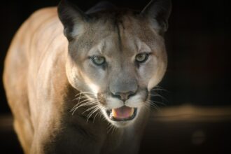 Puma ataca y mata potrillo en sector rural de Tucapel
