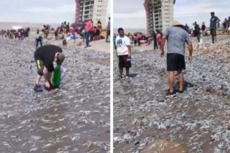 Peces varados en playa Chinchorro: autoridades advierten riesgos para la salud