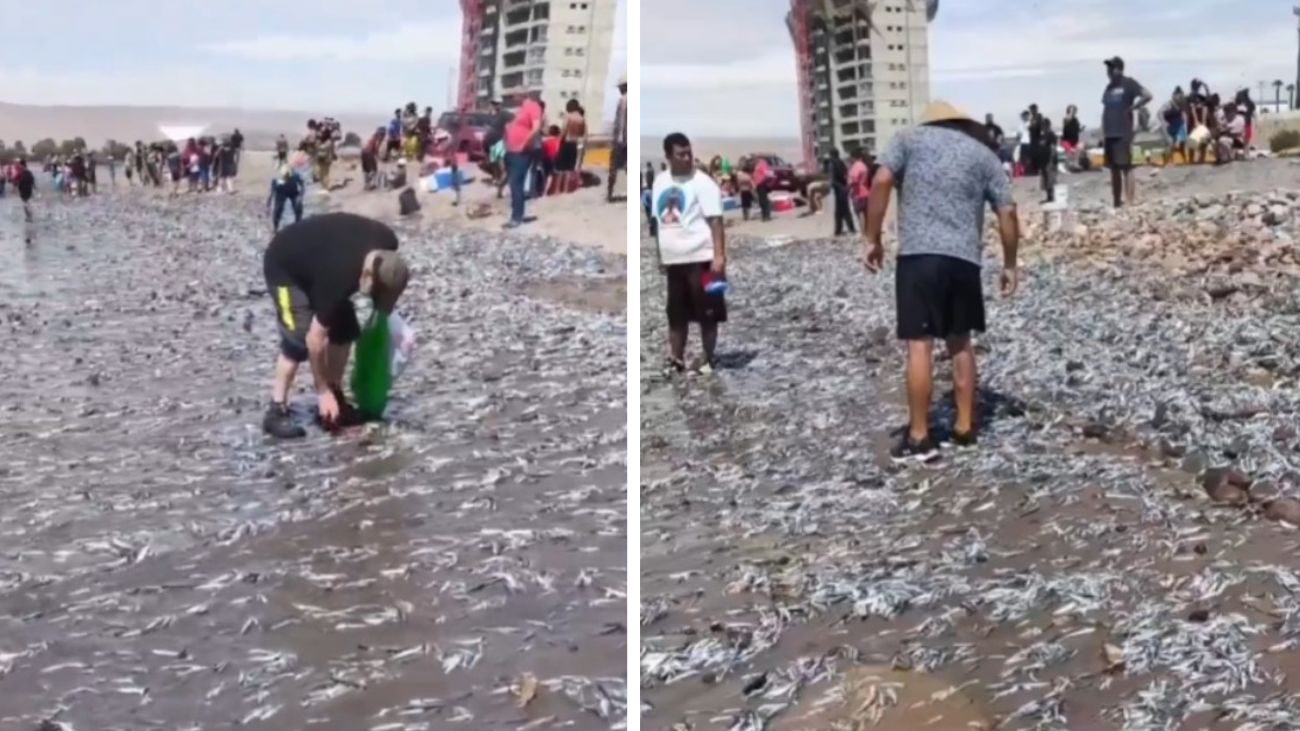 Peces varados en playa Chinchorro: autoridades advierten riesgos para la salud Peces varados en playa Chinchorro: autoridades advierten riesgos para la salud