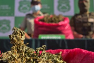 Operativo policial en Los Vilos: decomisan 15 mil plantas de marihuana
