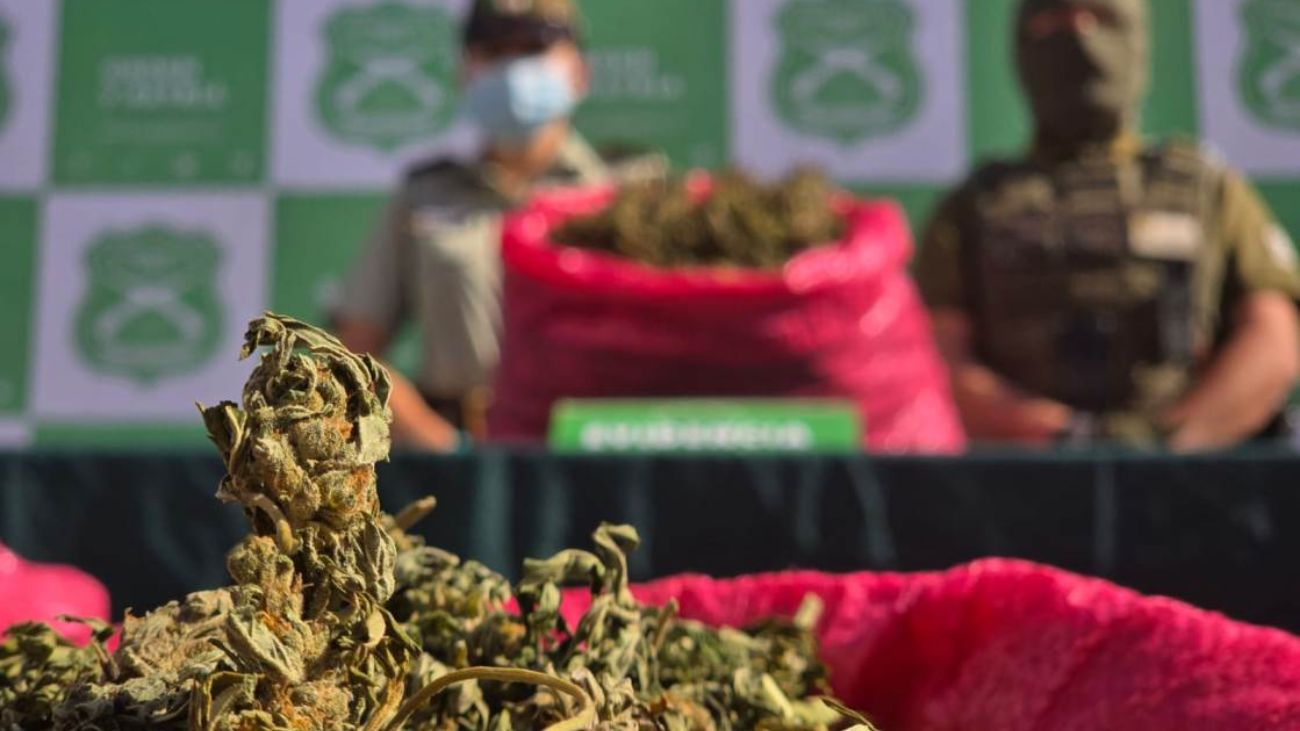 Operativo policial en Los Vilos: decomisan 15 mil plantas de marihuana Operativo policial en Los Vilos: decomisan 15 mil plantas de marihuana