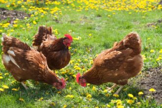 Medidas para prevenir la gripe aviar en España ante brote en Europa
