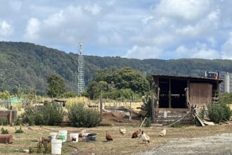 Comunidad mapuche de Coliñir exige validación de informe Conadi sobre tierra indígena