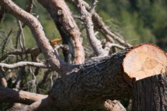 Detienen a hombre por tala ilegal de árboles en Valdivia