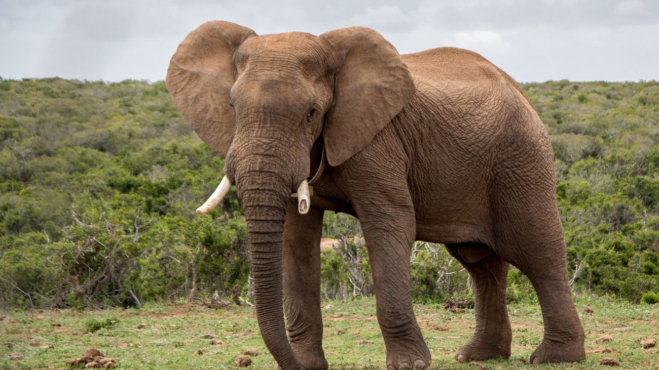 Elefante mata a turista en el Parque Kruger: medidas de seguridad Elefante mata a turista en el Parque Kruger: medidas de seguridad