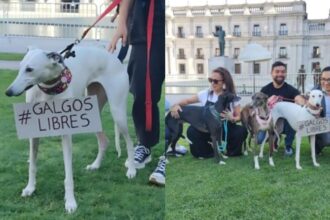 Activistas piden a presidente de Chile prohibir carreras de galgos