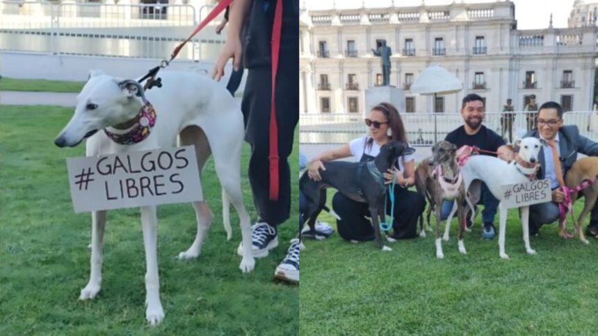Activistas piden a presidente de Chile prohibir carreras de galgos