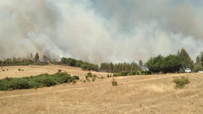 Activan evacuación por incendio forestal en Cholchol, La Araucanía