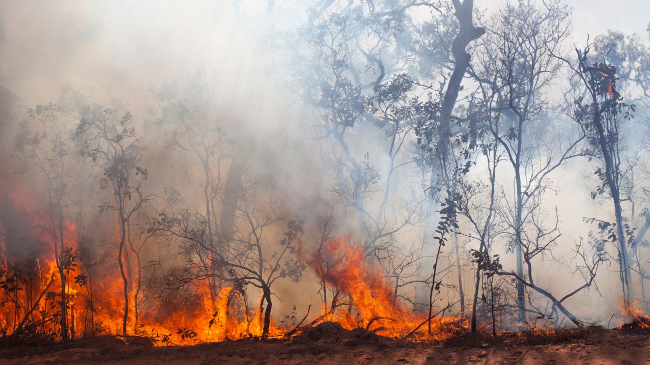 Tragedia en San Pedro de Melipilla: Niña fallece en incendio forestal Tragedia en San Pedro de Melipilla: Niña fallece en incendio forestal