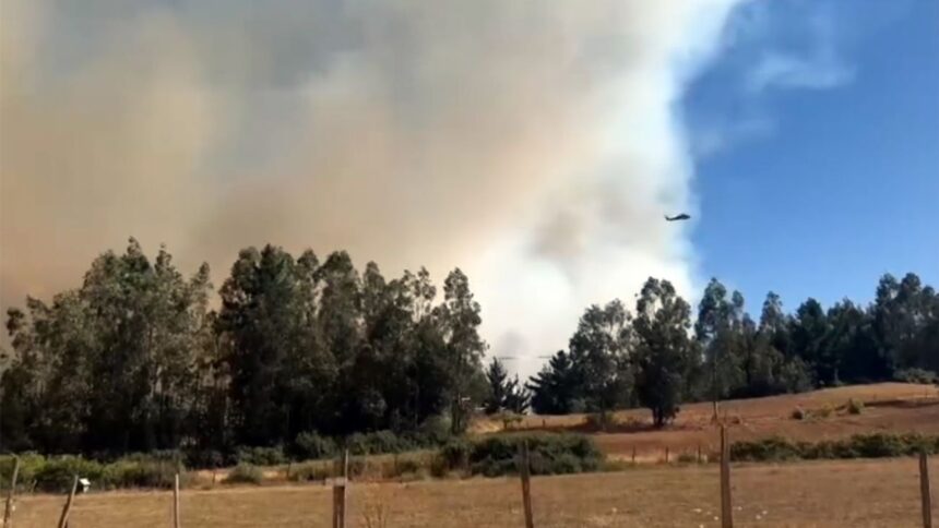 Incendio en Cholchol consume 251 hectáreas y destruye viviendas