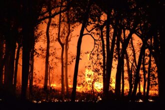Falencias en Gestión del Senapred para Enfrentar Incendios Forestales: Informe CGR
