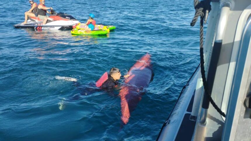 Encuentran kayak en búsqueda de joven desaparecida en Lago Villarrica