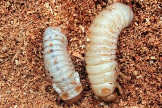 Supervisión avances programa control plaga gusano blanco en Chiloé