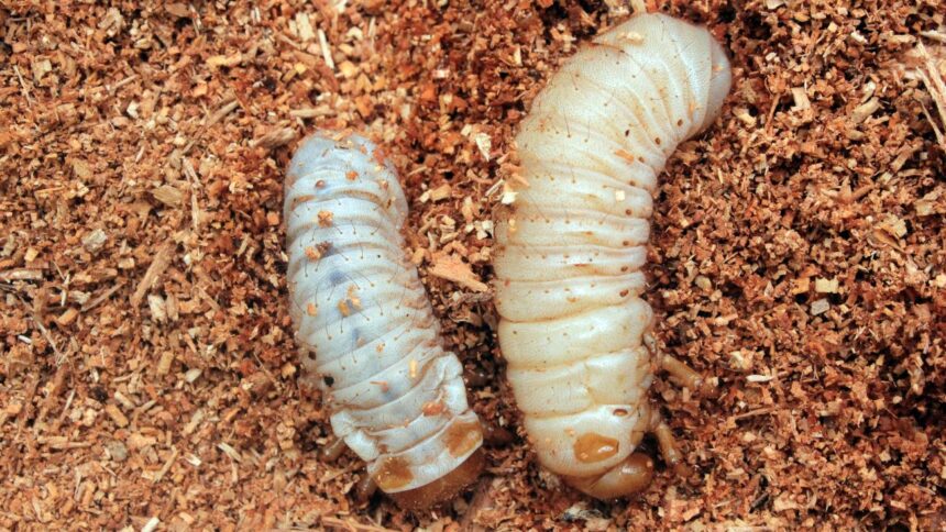 Supervisión avances programa control plaga gusano blanco en Chiloé