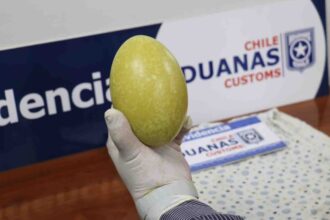 Incautan huevo de ñandú en frontera: especie protegida en peligro
