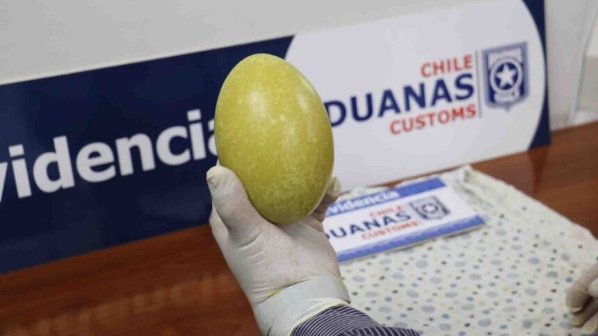 Incautan huevo de ñandú en frontera: especie protegida en peligro