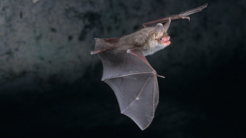 Operativo antirrábico y educativo tras hallazgo de murciélago con rabia