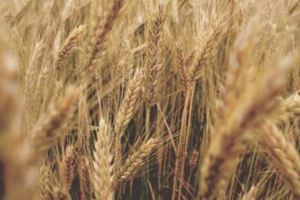 Autoridades de El Carmen piden solución urgente por bajos precios del trigo