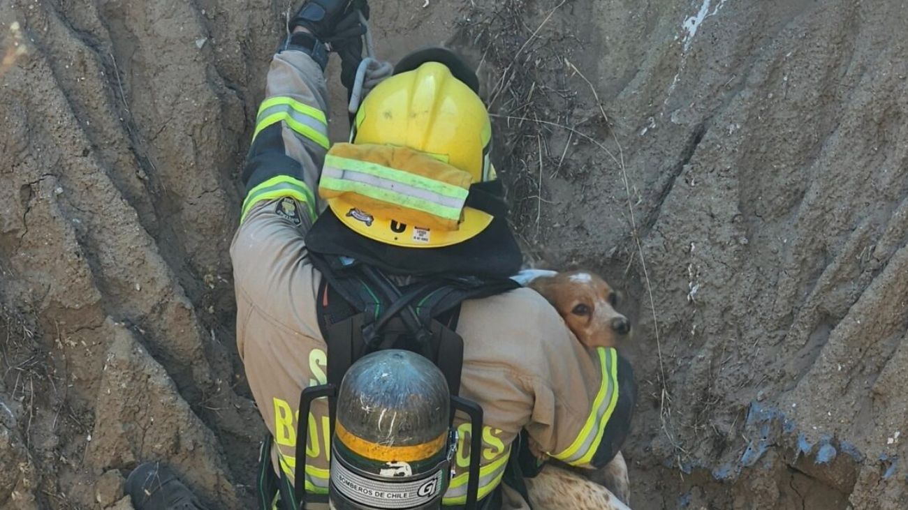 Bomberos de Coquimbo realizan emotivo rescate de perrita en Puerto Velero Bomberos de Coquimbo realizan emotivo rescate de perrita en Puerto Velero