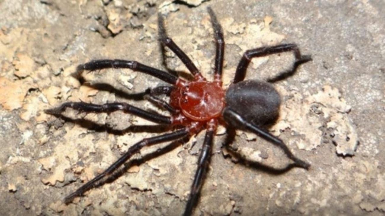 Descubrimiento de Nueva Araña en Talca: Avance Biodiversidad en Chile Descubrimiento de Nueva Araña en Talca: Avance Biodiversidad en Chile