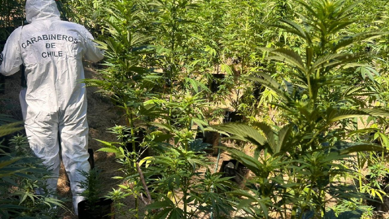 Descubren plantación de marihuana en La Ligua, Valparaíso: 3 mil plantas decomisadas