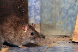 Plaga de ratones en condominio de Hualpén preocupa a vecinos