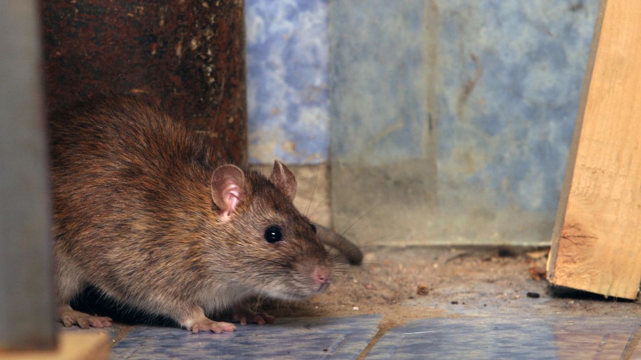 Plaga de ratones en condominio de Hualpén preocupa a vecinos