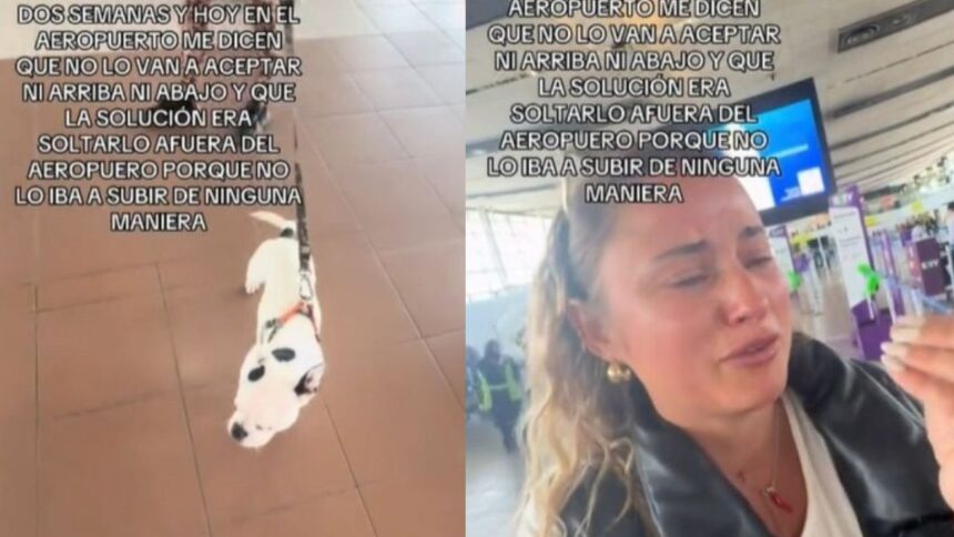 Polémica con Sky: Mascota no Pudo Viajar a Nuevo Hogar