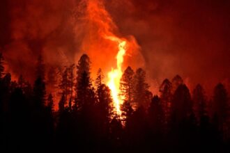 Incendios forestales: medidas preventivas ante altas temperaturas y cierre de parques