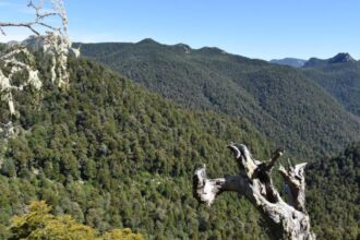 Corporación Alerce rechaza la construcción de ruta en Parque Nacional