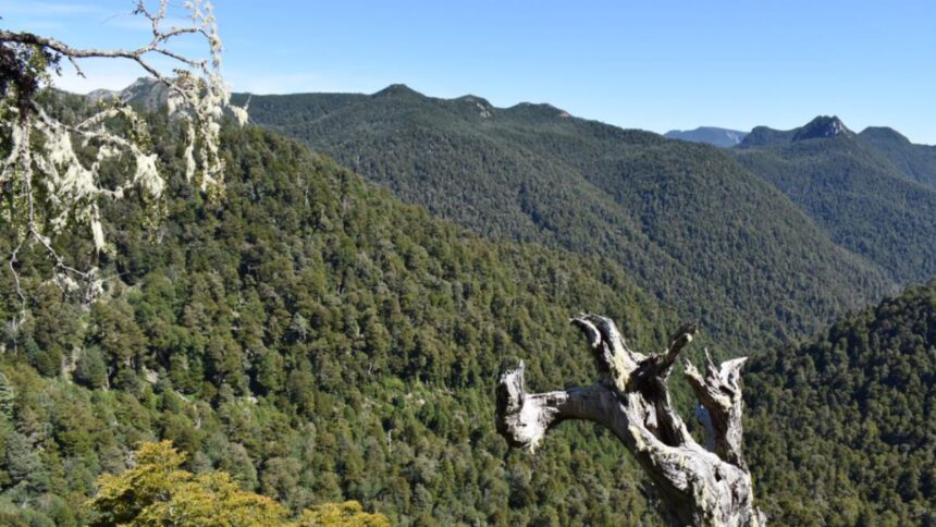 Corporación Alerce rechaza la construcción de ruta en Parque Nacional