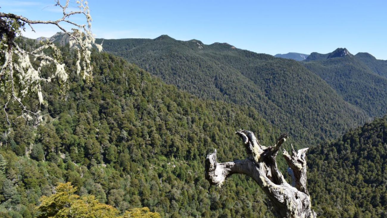 Corporación Alerce rechaza la construcción de ruta en Parque Nacional Corporación Alerce rechaza la construcción de ruta en Parque Nacional