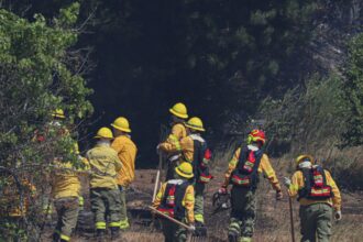 Incendio forestal en Liucura: trabajo en conjunto para combatirlo